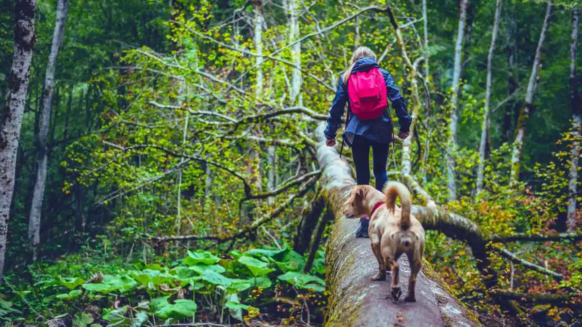 Best Places To Travel With A Dog In Europe