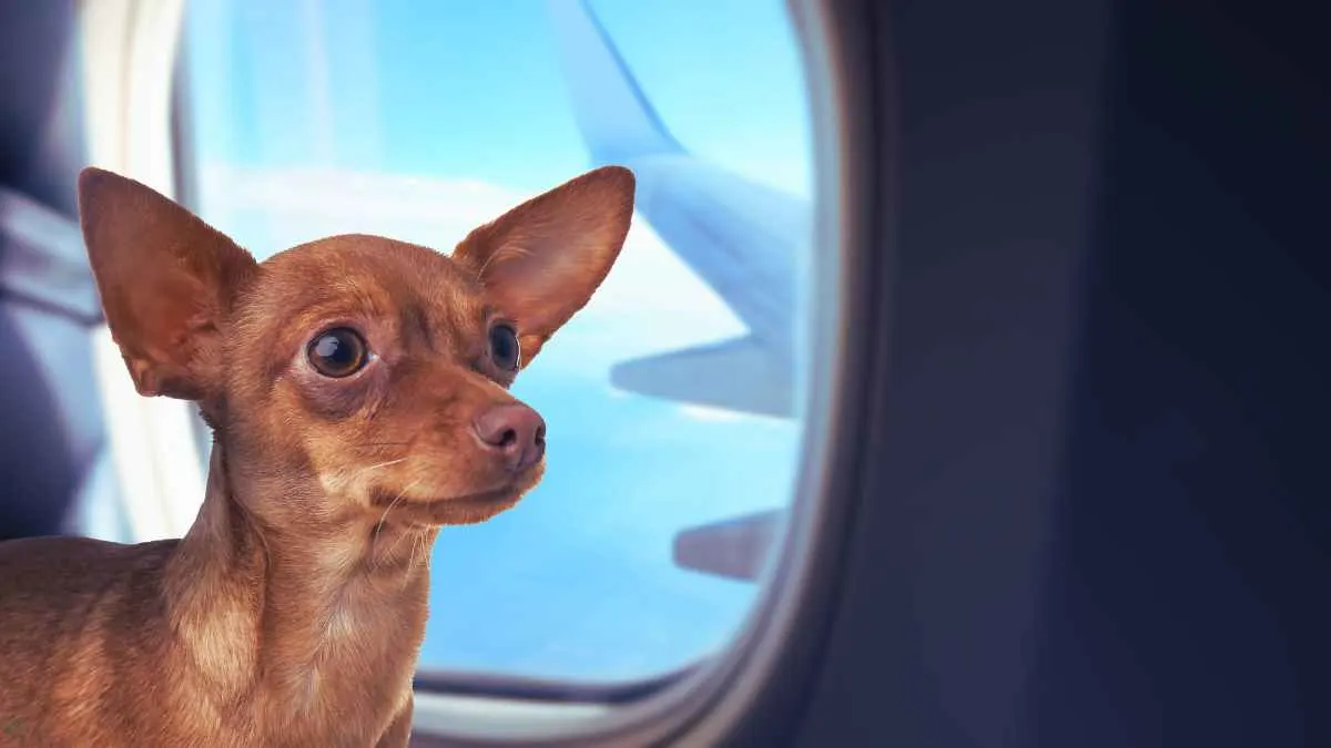 Flying Internationally With Dog In Cabin