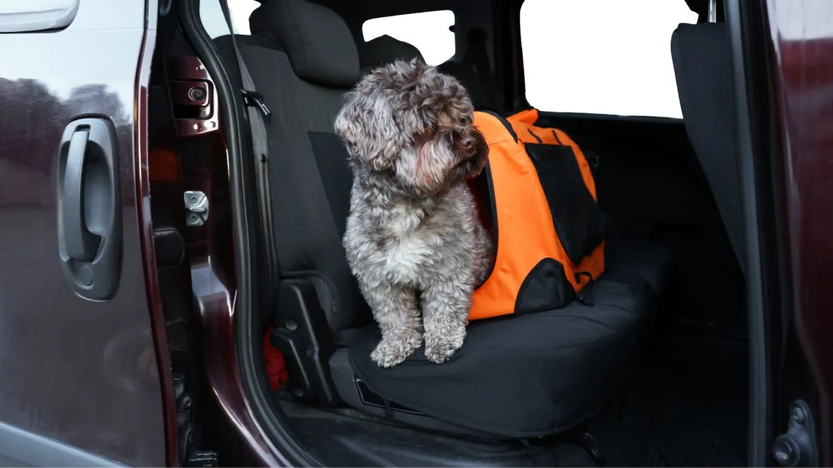 Safe Travels Tips